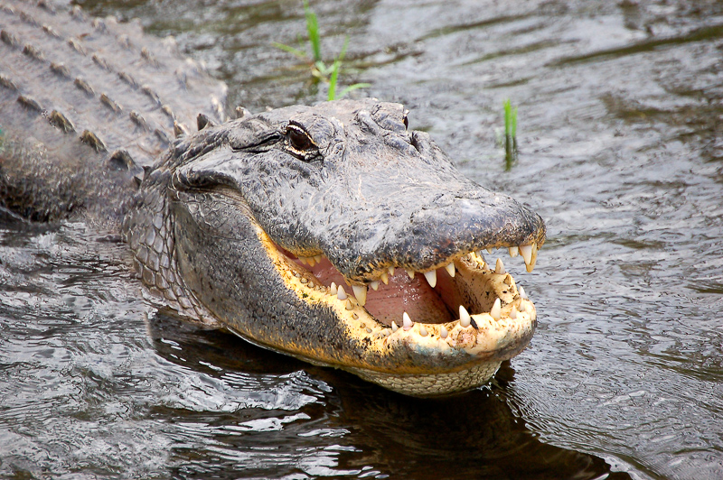 Florida Nature Facts #78 – American Alligator