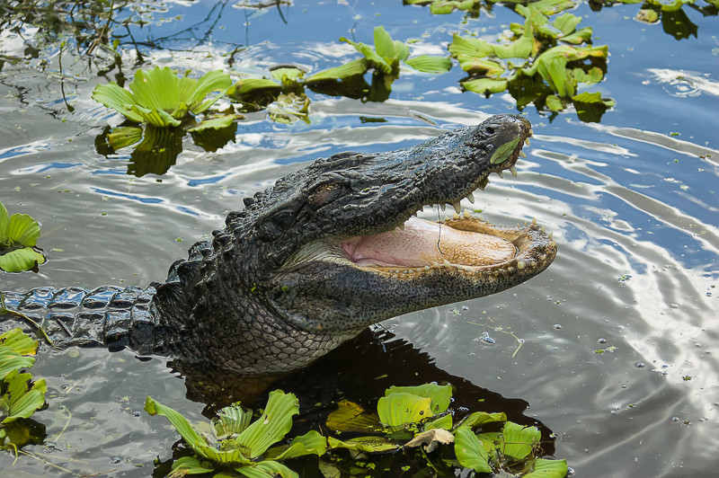 Florida Nature Facts #123 – Alligators and Crocodiles