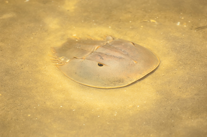 Florida Nature Facts #132 – Horseshoe Crabs