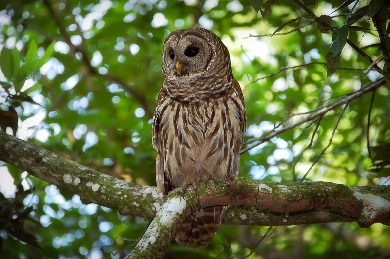 Florida Nature Facts #27 – Owls