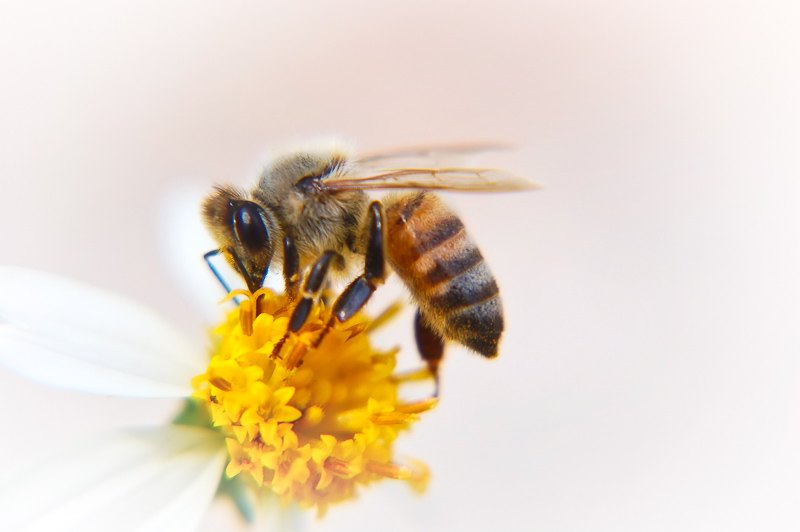 Florida Nature Facts #39 – Honey Bees