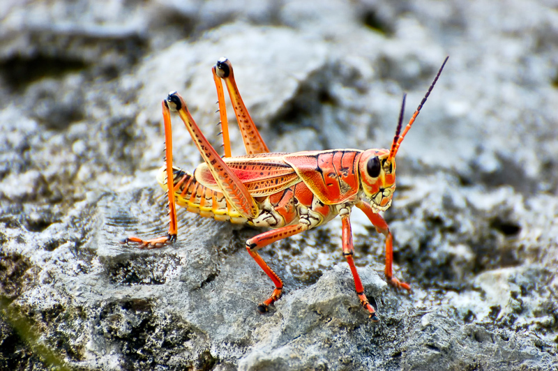 Florida Nature Facts #135 – Eastern Lubber Grasshopper