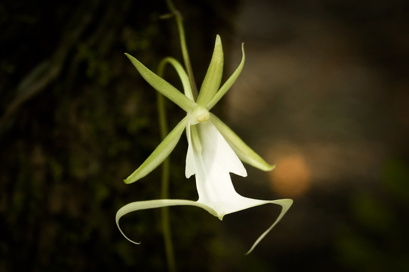 Florida Nature Facts #3 – The Ghost Orchid