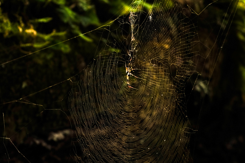 Florida Nature Facts #137 – Spider Silk