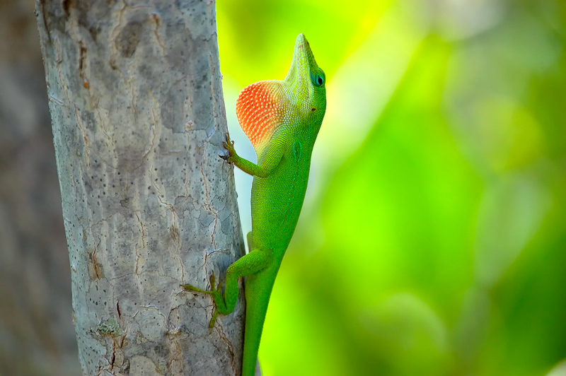 Florida Nature Facts #8 – Green Anole