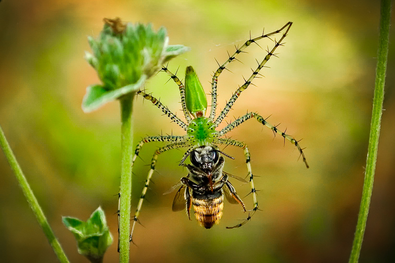 Florida Nature Facts #136 – Green Lynx Spider