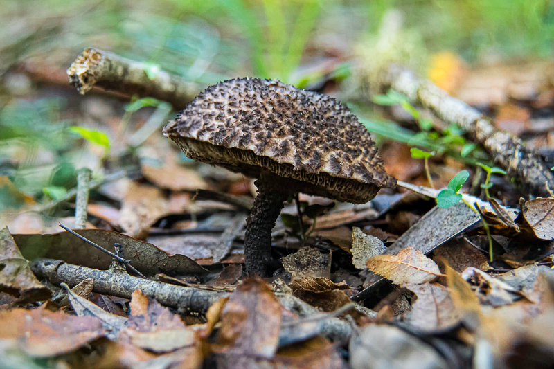 Florida Nature Facts #104 – Mushrooms