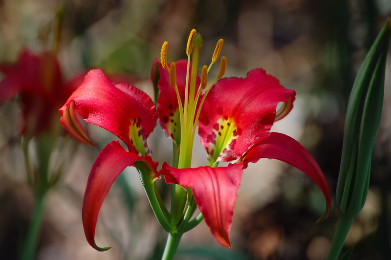 Florida Nature Facts #49 – Pine Lily