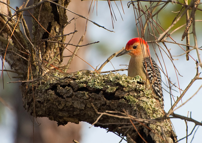 Florida Nature Facts #30 – Woodpeckers