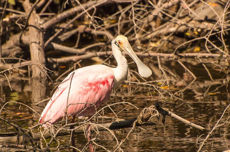 Florida Nature Facts #26 – Roseate Spoonbill