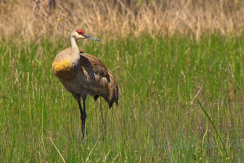 Florida Nature Facts #140 – Sandhill Crane