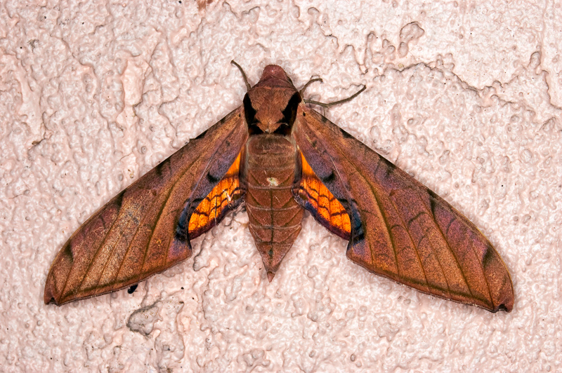 Florida Nature Facts #129 – Sphinx Moths
