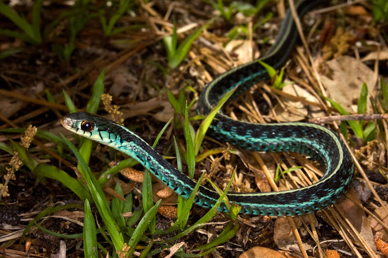 Florida Nature Facts #156 – Garter Snakes