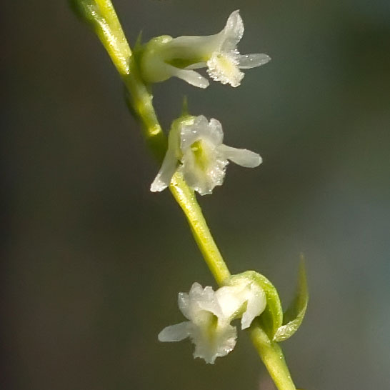 Profiles in Nature #1 – Eaton’s Ladies’-Tresses Orchid (Spiranthes eatonii)