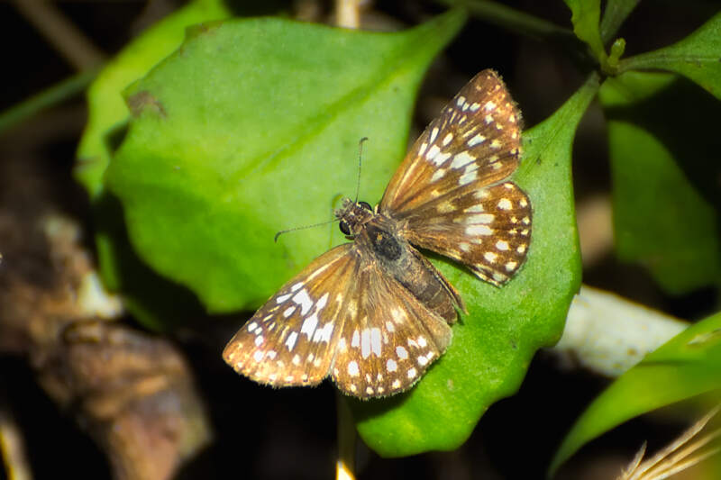 Florida Nature Facts #152 – Skippers