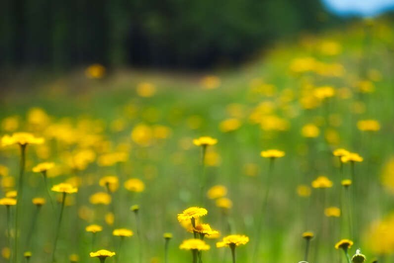A Splash of Springtime