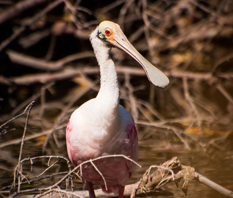 In a Flash of Pink – Roseate Spoonbill!