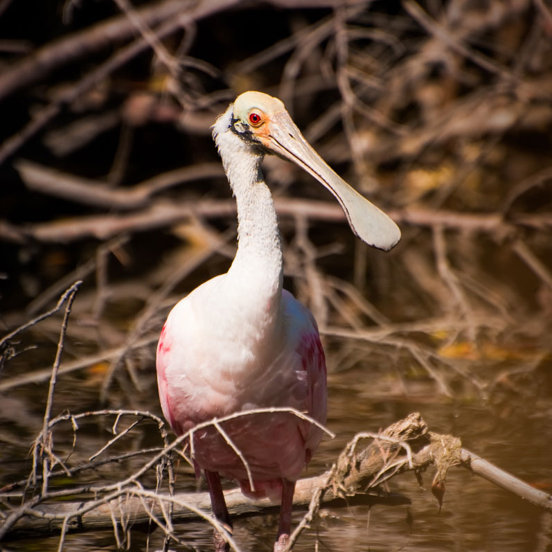In a Flash of Pink – Roseate Spoonbill!
