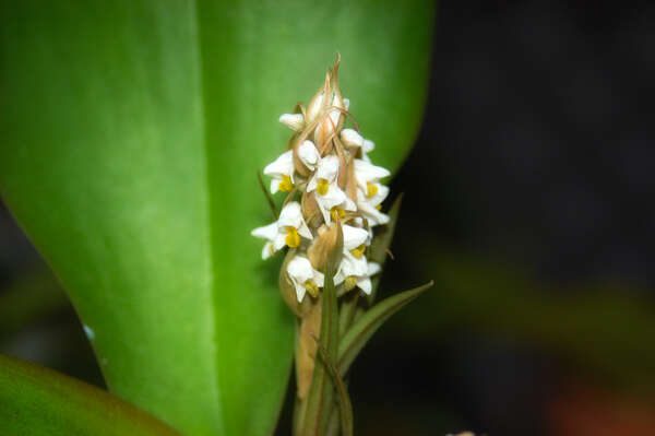 lawn orchid