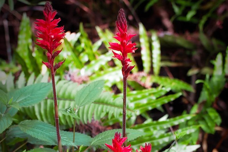 Fakahatchee Beaked Orchids (Sacoila lanceolata paludicola)