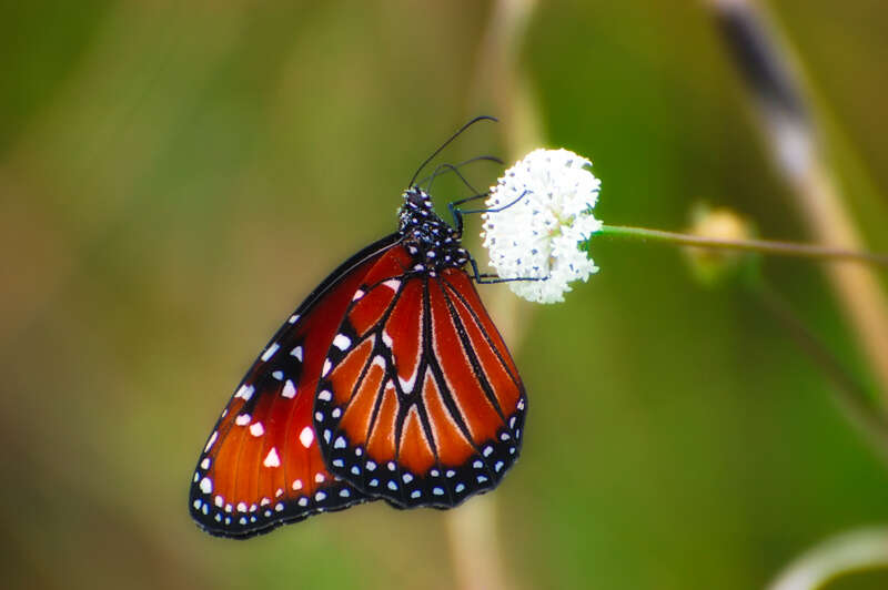 Queen (Danaus gilippus)